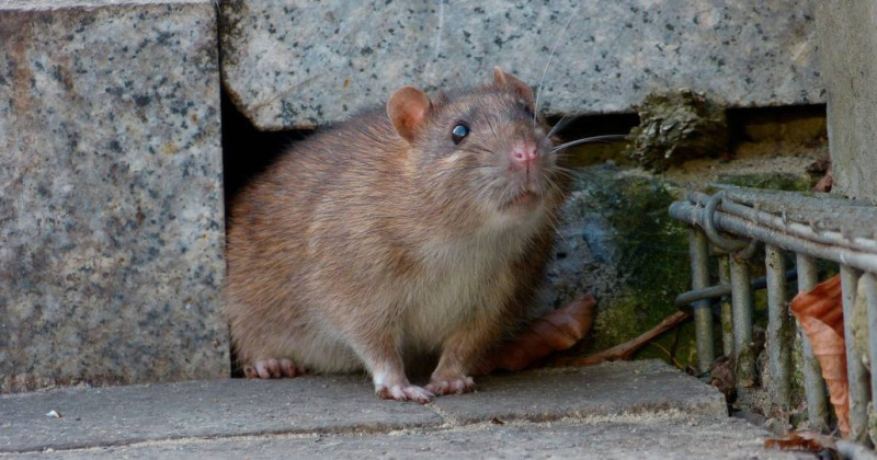La leptospirosis y el hantavirus no es lo mismo. Aquí te explicamos sus diferencias