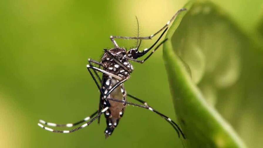 Por qué no avanzó una solicitud para introducir a RD mosquito modificado